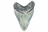 ” Fossil Aurora Megalodon Tooth - Aurora, North Carolina #291730-1